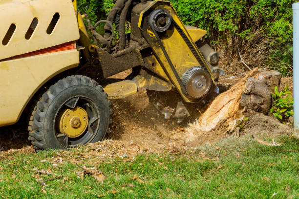 Best Grass Overseeding  in Lake Forest, CA